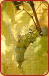 Weintrauben © Conseil des Vins du Médoc